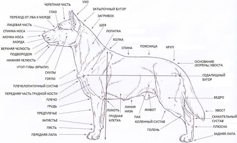 название частей тела собаки
