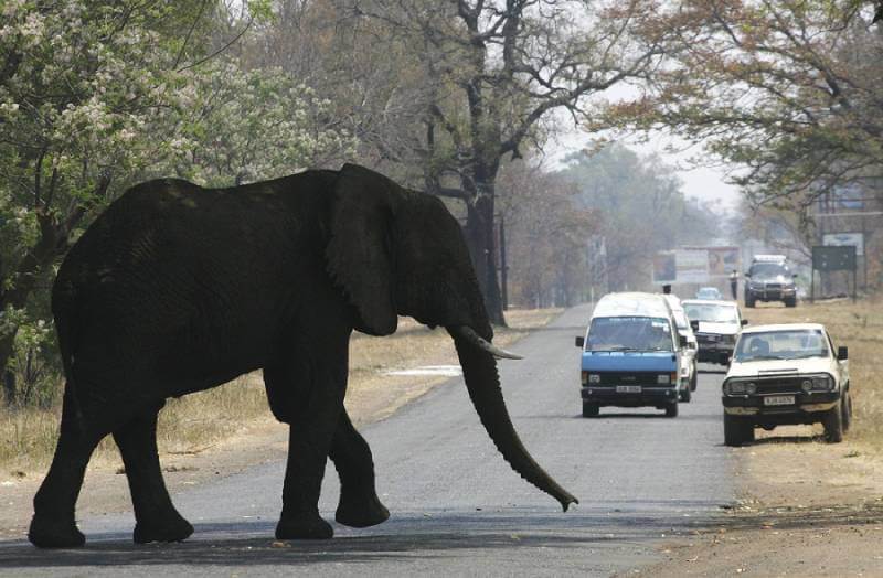 Слоны на продажу, так Намибия реагирует на перенаселенность