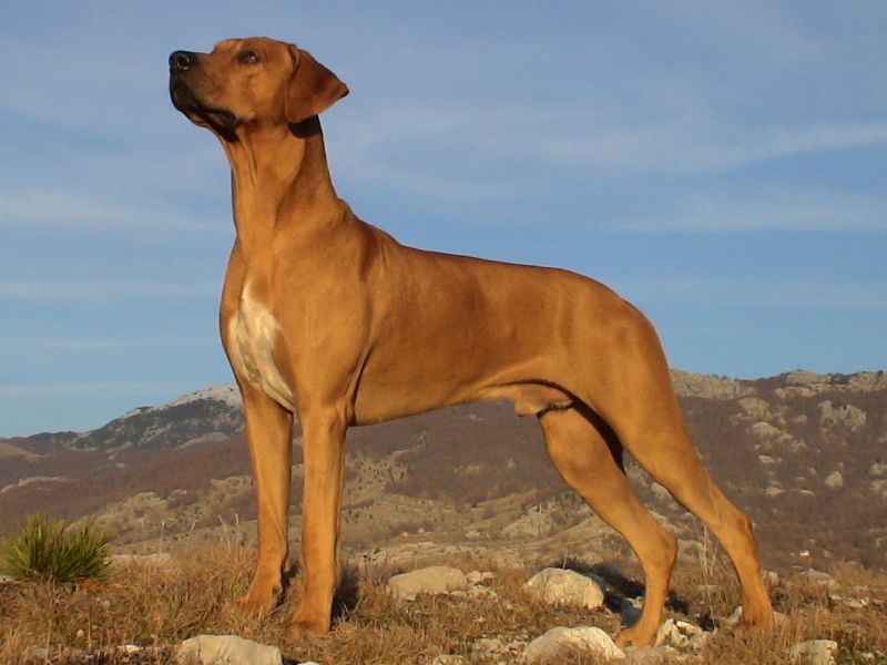 собака породы Родезийский риджбек