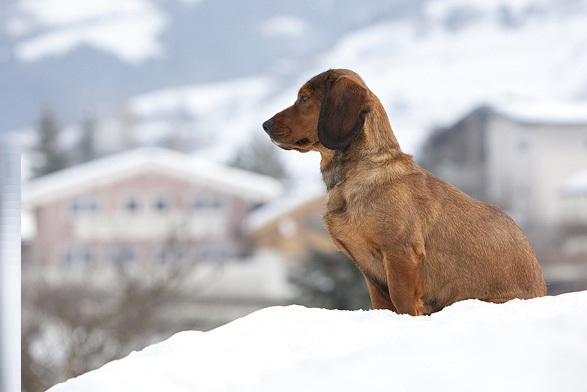 собака породы Альпийская таксообразная гончая