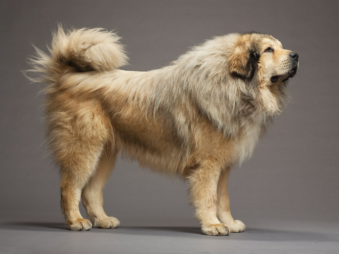собака породы Тибетский мастиф