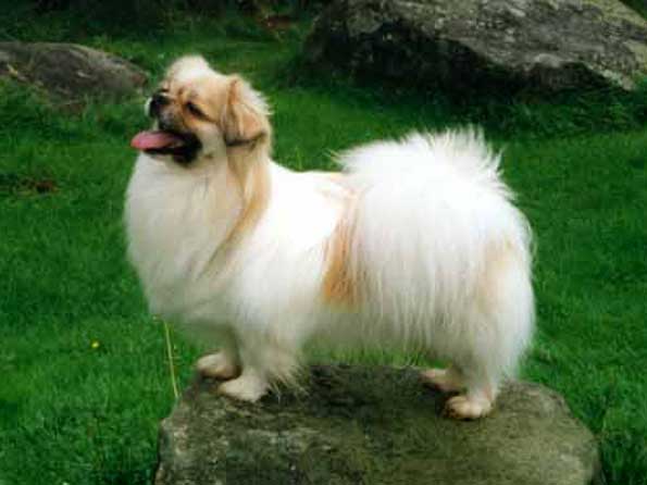 собака породы Тибетский спаниель