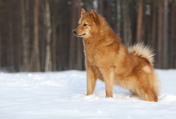 собака породы Финская лайка