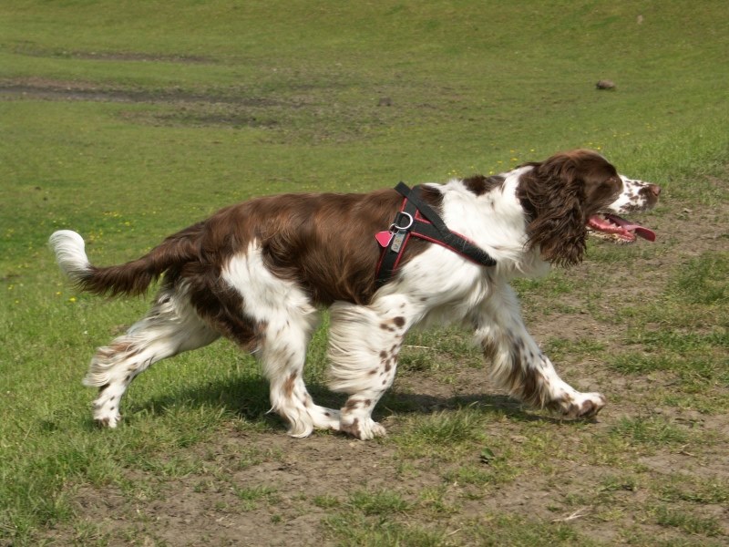 собака породы Английский спрингер-спаниель