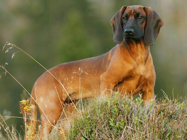 собака породы Баварская гончая