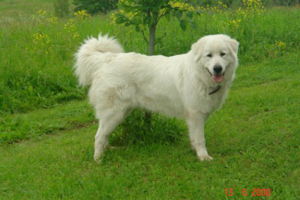 собака породы Большая пиренейская горная собака