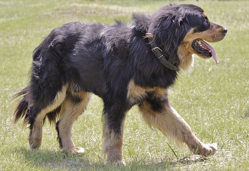 собака породы Бурят-монгольский волкодав