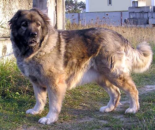 собака породы Кавказская овчарка