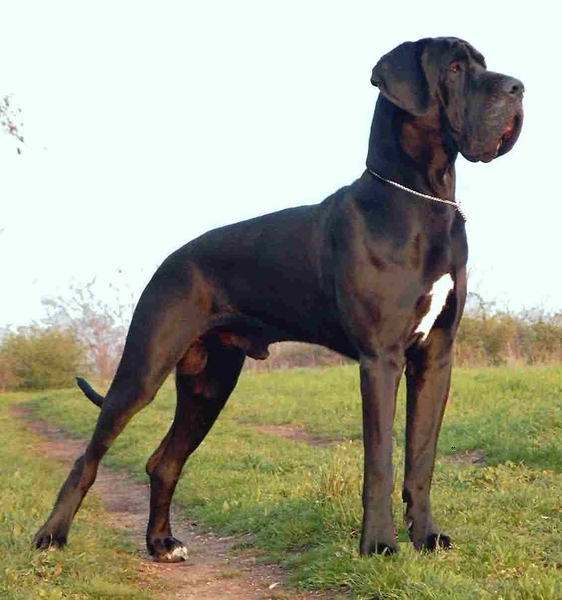 собака породы Немецкий дог