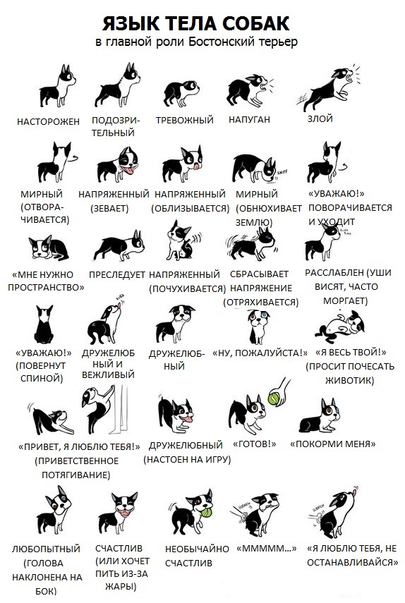 Как понять собаку Коротко в картинках