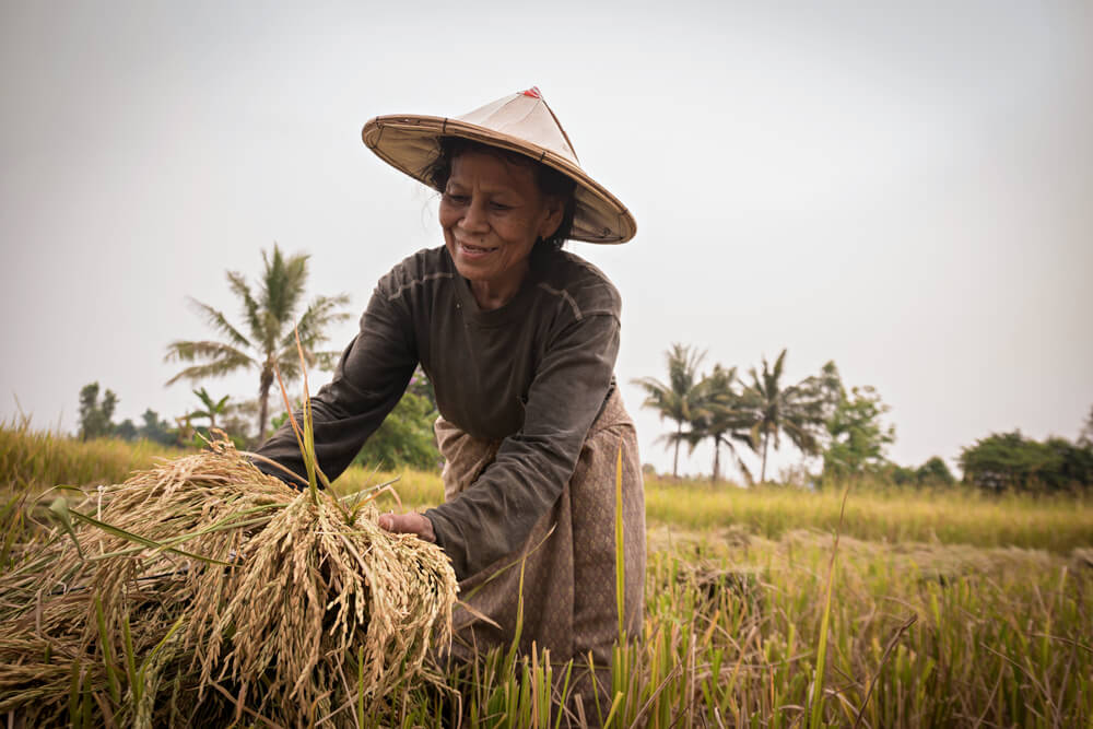 Искусственный интеллект от MIT поможет в борьбе с бедностью среди азиатских фермеров