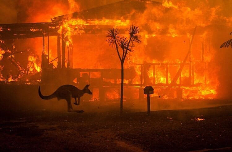 масштабные лесные пожары в Австралии