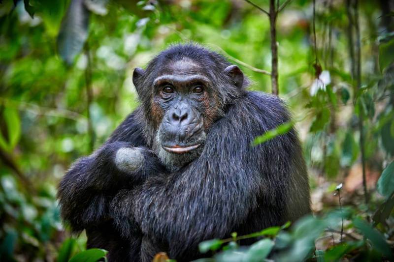 Активисты Уганды обращаются к ЕС, чтобы спасти лес с помощью шимпанзе