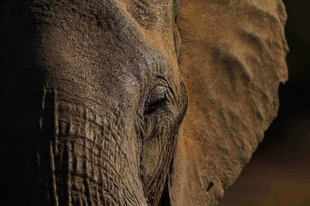 Ботсвана исключает пестициды и патогены как причину гибели слонов