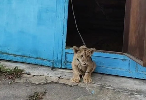 В Москве изъяли львенка, которого держали в гараже