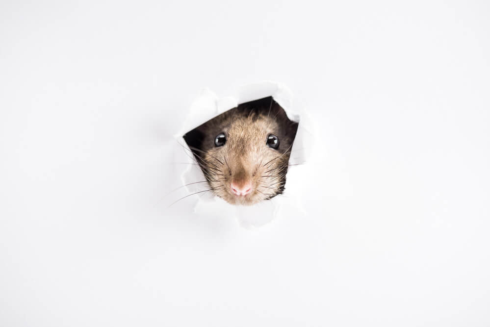 Новый год по фэншуй: готовимся встречать Крысу