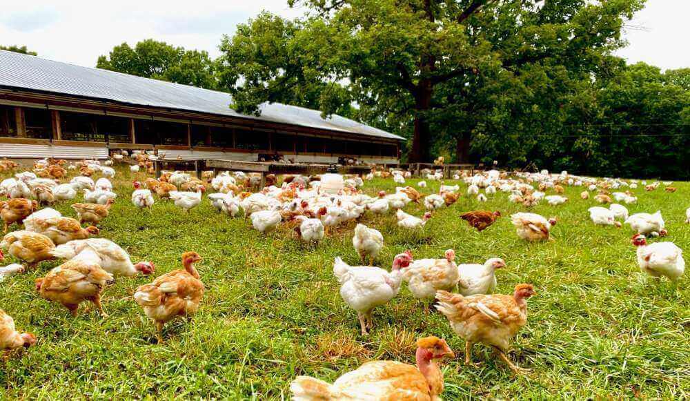 Cooks Venture Lands серии A за 10 млн. долларов для выращивания здоровых цыплят