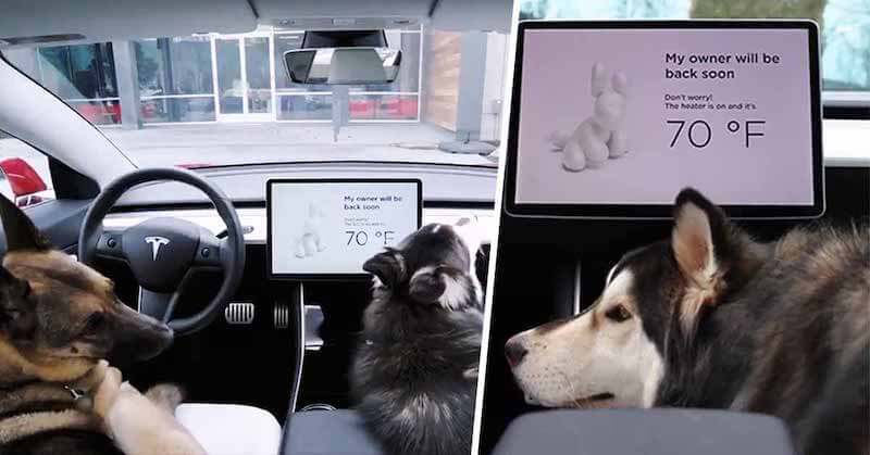 Режим для собак в Tesla - Dog Mode