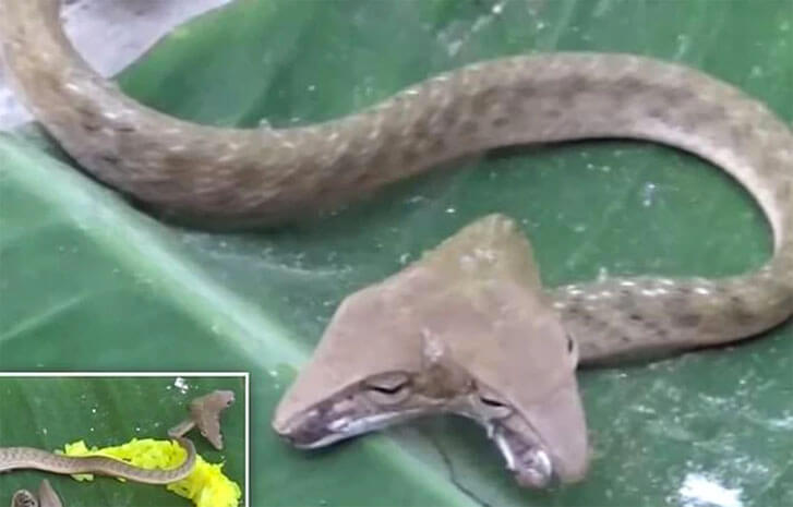Школьники на Бали нашли двуглавую змею